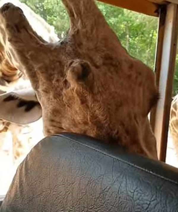 بالفيديو والصور.. زرافة جائعة تقتحم سيارة سياح لسرقة الطعام