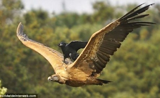 بالصور.. 14 صورة غريبة.. تضعك في حيرة للتعليق عليها!