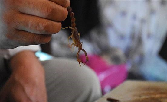 تركيا تسجل أغرب معاهدة سلام في التاريخ