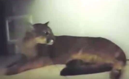 بالفيديو.. شاهد أسد يقتحم شركة برازيلية ويزأر بغرفة الاستقبال