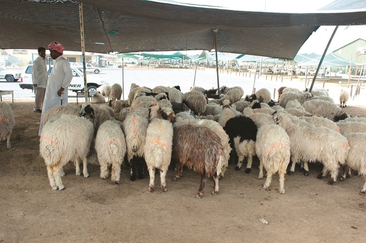 لهذه الأسباب.. أسعار الأضاحي «نار» قبيل العيد