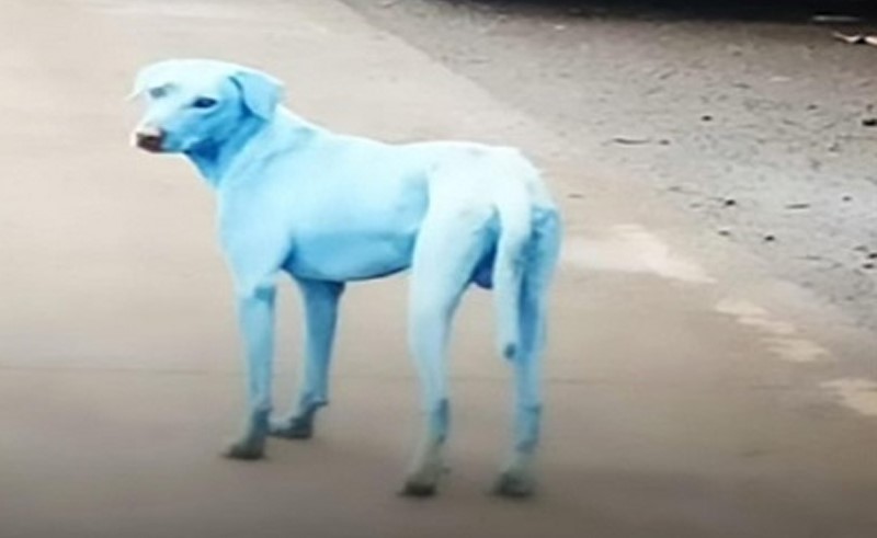 كلاب زرقاء تُثير رعب الأهالي في الشوارع