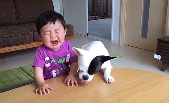 بالفيديو والصور.. رد فعل طفل سرق كلب وجبته