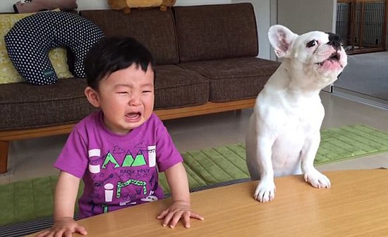 بالفيديو والصور.. رد فعل طفل سرق كلب وجبته