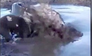 بالفيديو.. تمساح ضخم يبتلع كلبا مسكينا في وسط النهر