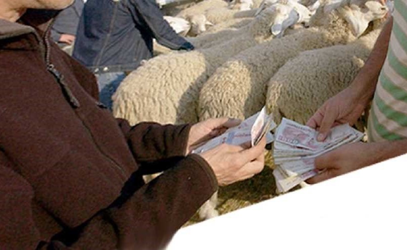 كشف 12 حيلة يلجأ إليها باعة الأغنام والأضاحي لغش المشترين