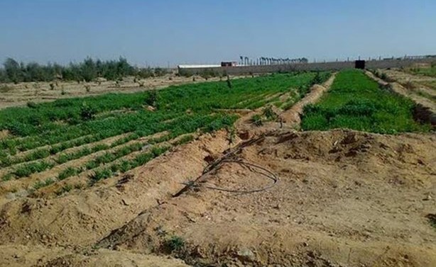 10 سبتمبر.. فتح باب التقديم لباقي أحواض الحزام الأخضر في 6 أكتوبر