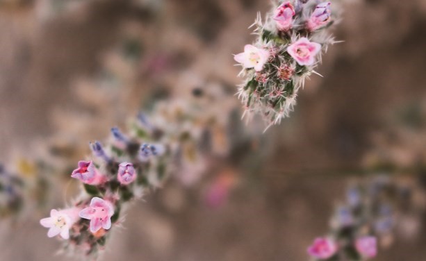 حماط﻿