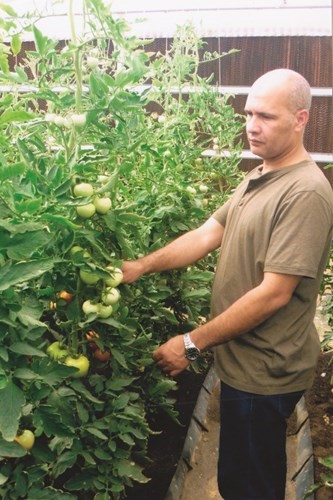 الطماطم في مزرعة فهد النصار طوال الصيف﻿