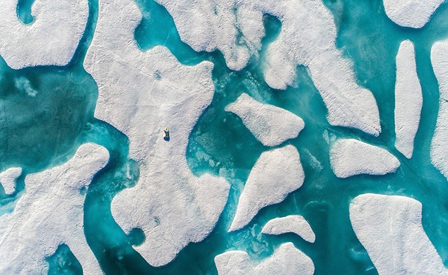 شغّل عقلك.. هل يمكنك العثور على الدب القطبي في الصورة؟
