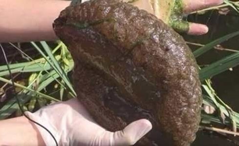 بالفيديو.. حيوان غامض يشبه الدماغ البشري يحيّر العلماء