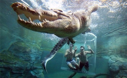 بالصور.. منتجع يتيح للسياح فرصة اللعب مع تماسيح عملاقة تحت الماء