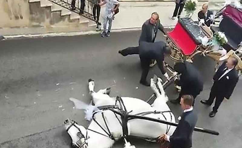 بالفيديو..حصان يفسد زفاف عروسين بسبب الوزن الزائد