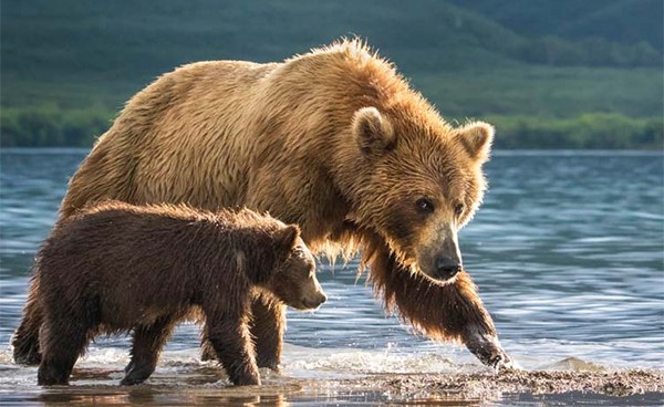  الدب الأم والشبل