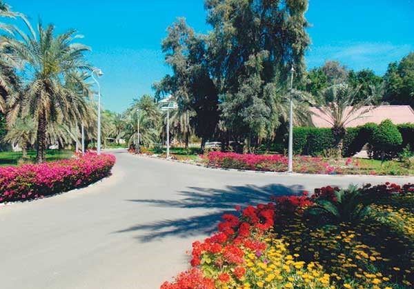  زراعة الأزهار الزاهرة في الكويت