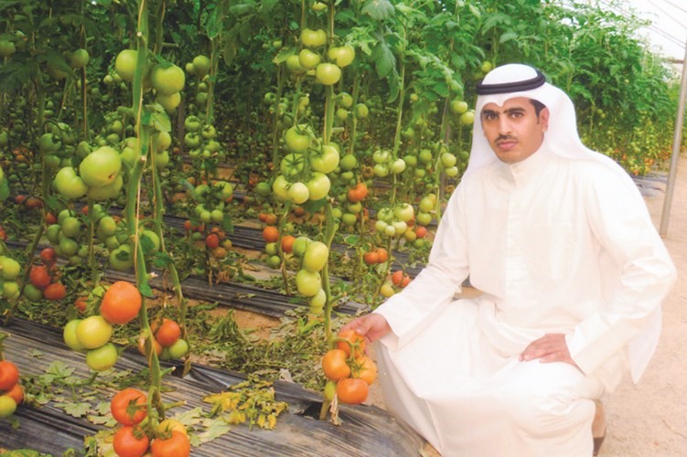 خالد الدماك وبشائر الطماطم﻿