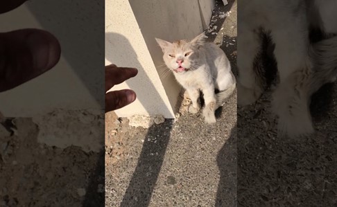 محكمة سعودية تقضي بسجن “سفاح القطط” عامًا كاملًا