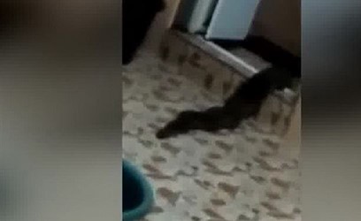 فيديو مرعب.. "مخلوق غامض" يقتحم منزلا من مكان غير متوقع