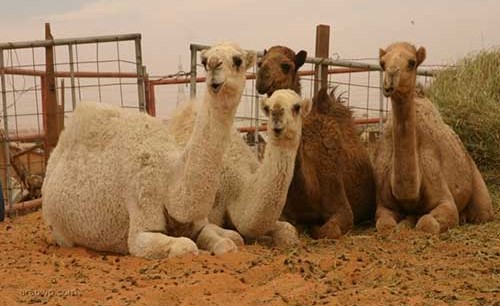 فيديو طريف لسعودي يتعامل مع إبل في أستراليا على طريقة الرعاة السعوديين فيبهر صاحبها