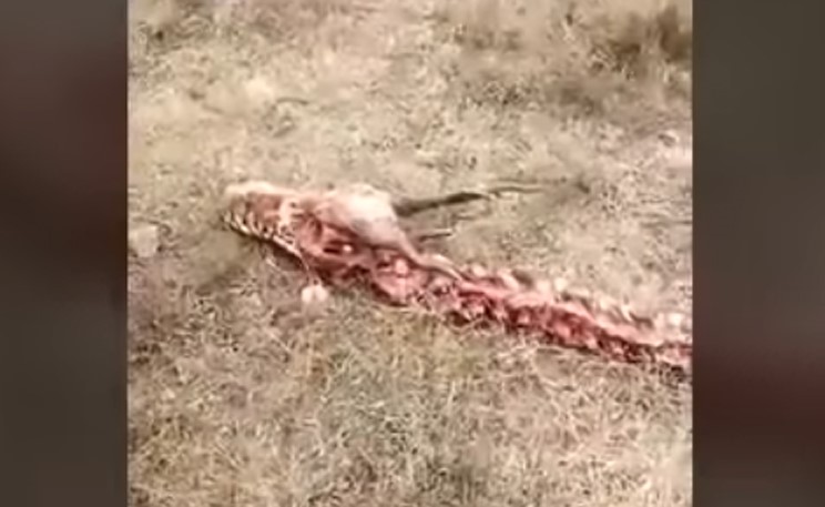 بالفيديو.. هل هذا دليل على أن التنين ليس مخلوقاً خرافياً؟