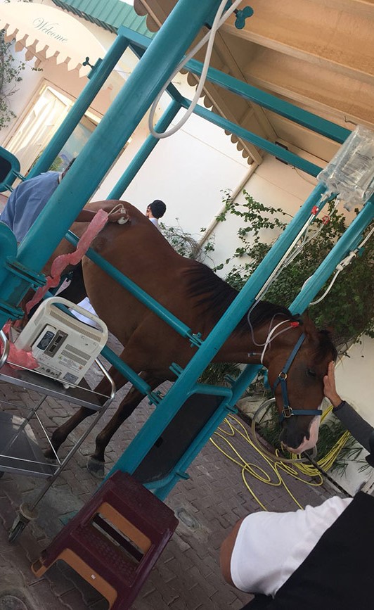 بالفيديو.. إبداح الحربش: التطور الذي طرأ على علاج الخيول أطال عمر مشاركتها في السباقات