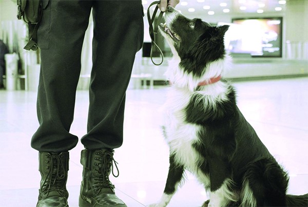 البركة: 70 كلباً مدرباً على اكتشاف المخدرات والأموال المهربة والمتفجرات وتتجول بين المسافرين