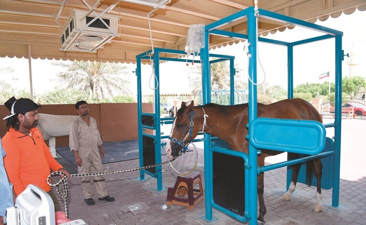 رعاية بيطرية للخيول	 (أحمد علي)﻿