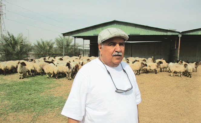 العدواني الغنم غنيمة﻿