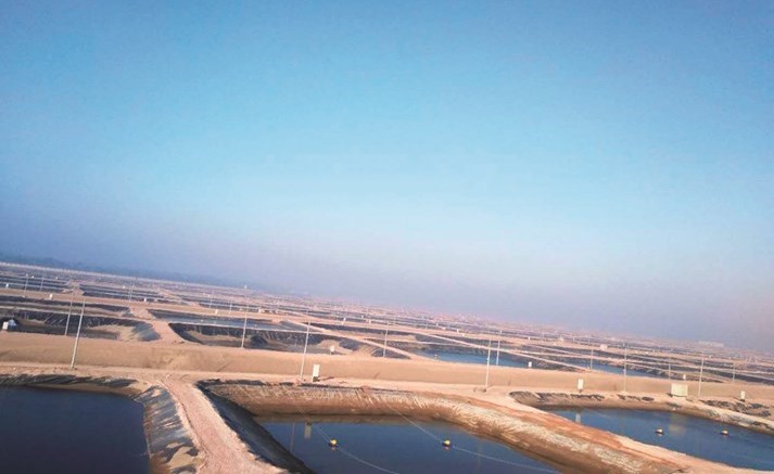 منظر عام لمشروع الاستزراع السمكي في غليوم بكفر الشيخ﻿