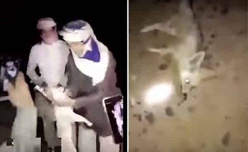بالفيديو.. شبان في السعودية يعذبون ثعلباً بطريقة وحشية حتى الموت