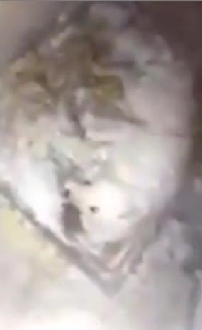 بالفيديو.. يقتل حيوانه الأليف "بأبشع طريقة"