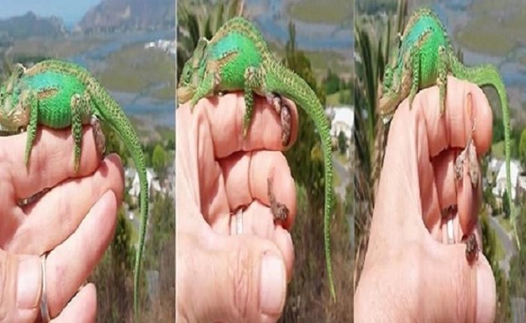 بالفيديو .. مقطع نادر يوثق حرباء تلد 26 مولودا على يد رجل
