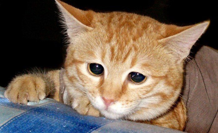 كيف تساعد القطط الحزينة؟