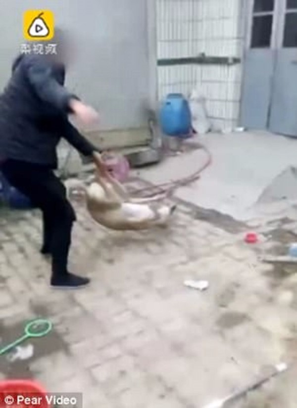 رجل يعذب كلبه بوحشيه حتى الموت ويتوعد بأكل جسده