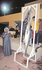 سمكة الكنعد من أكثر الأسماك الموجودة في سواحل الكويت﻿