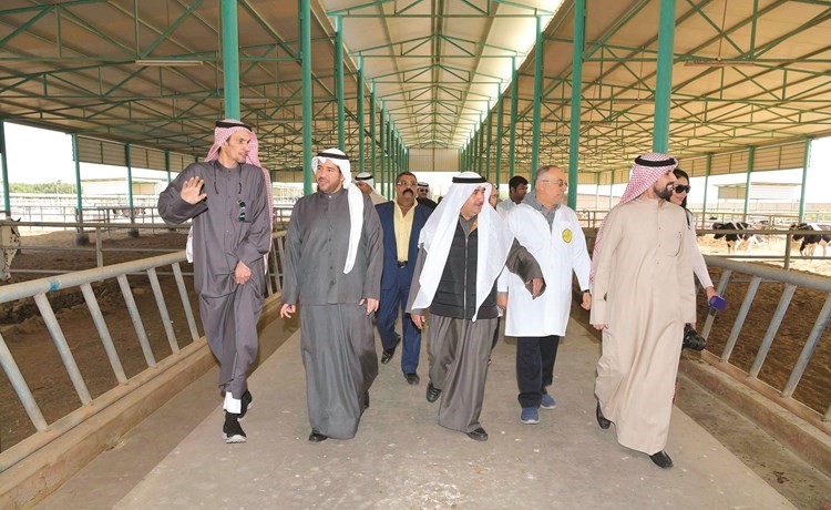 جانب من جولة الشيخ عبدالله الأحمد وم.فيصل الحساوي في مزرعة الأبقار﻿