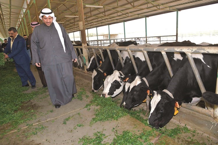 الشيخ عبدالله الأحمد متفقدا مزرعة الأبقار	 (قاسم باشا)﻿