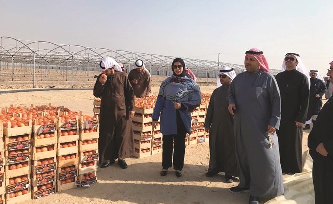 دلال رجب في مزرعة محمد المطيري بالوفرة﻿