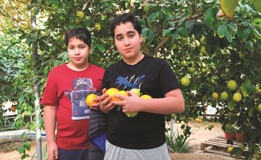 إنتاج متميز من الحمضيات بمزرعة الصبيح بالوفرة﻿