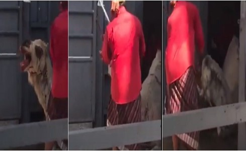 بالفيديو.. سعودي يوثق تعذيب عامل مسلخ لـ ” جمل ” بشكل وحشي قبل ذبحه