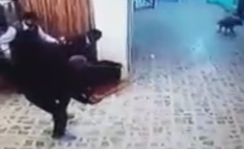 بالفيديو.. حيوان مفترس يهاجم مستشفى الولادة في الديوانية بالعراق