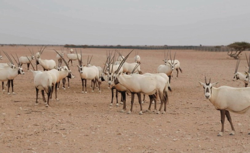عدد من الحيوانات في المحمية﻿