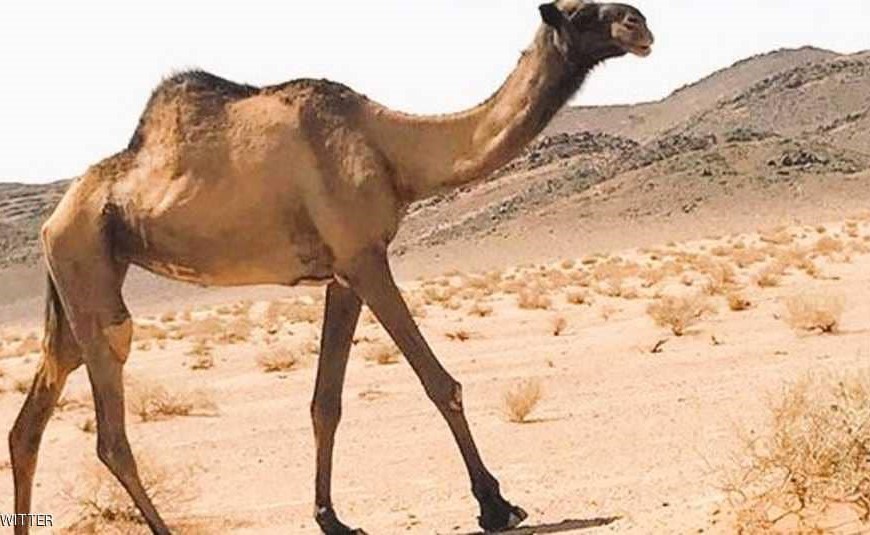أطول ناقة في العالم على أبواب " "غينيس"