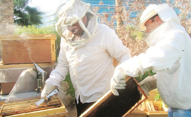 جانب من إنتاج عسل النحل الصافي الطبيعي من شركة البترول الوطنية﻿