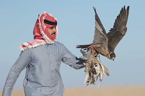 وسط مشاركة واسعة..الصقور الكويتية والخليجية تستعرض مهاراتها في مسابقات "الموروث الشعبي"