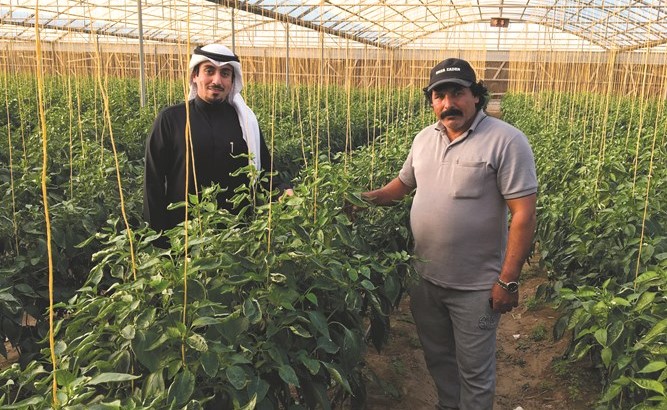 الفلفل بأنواعه وألوانه المختلفة في العبدلي ﻿