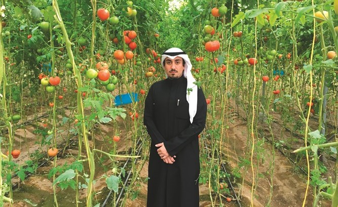 فيصل النون والطماطم المعلقة ﻿