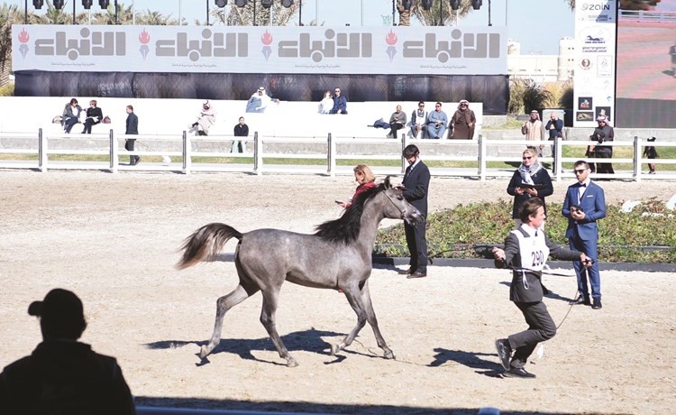 العروض مستمرة لافضل الخيول في مهرجان الكويت الدولي          (احمد علي)﻿