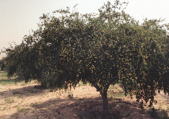 بالفيديو.. السدرة.. الشجرة المباركة