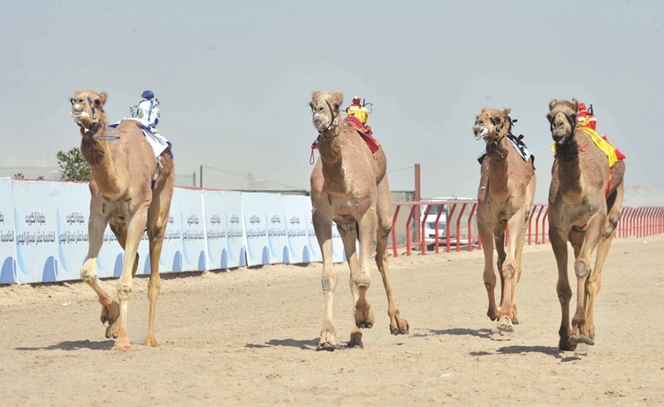 مجموعة من الهجن في سباق باحدى البطولات السابقة ﻿